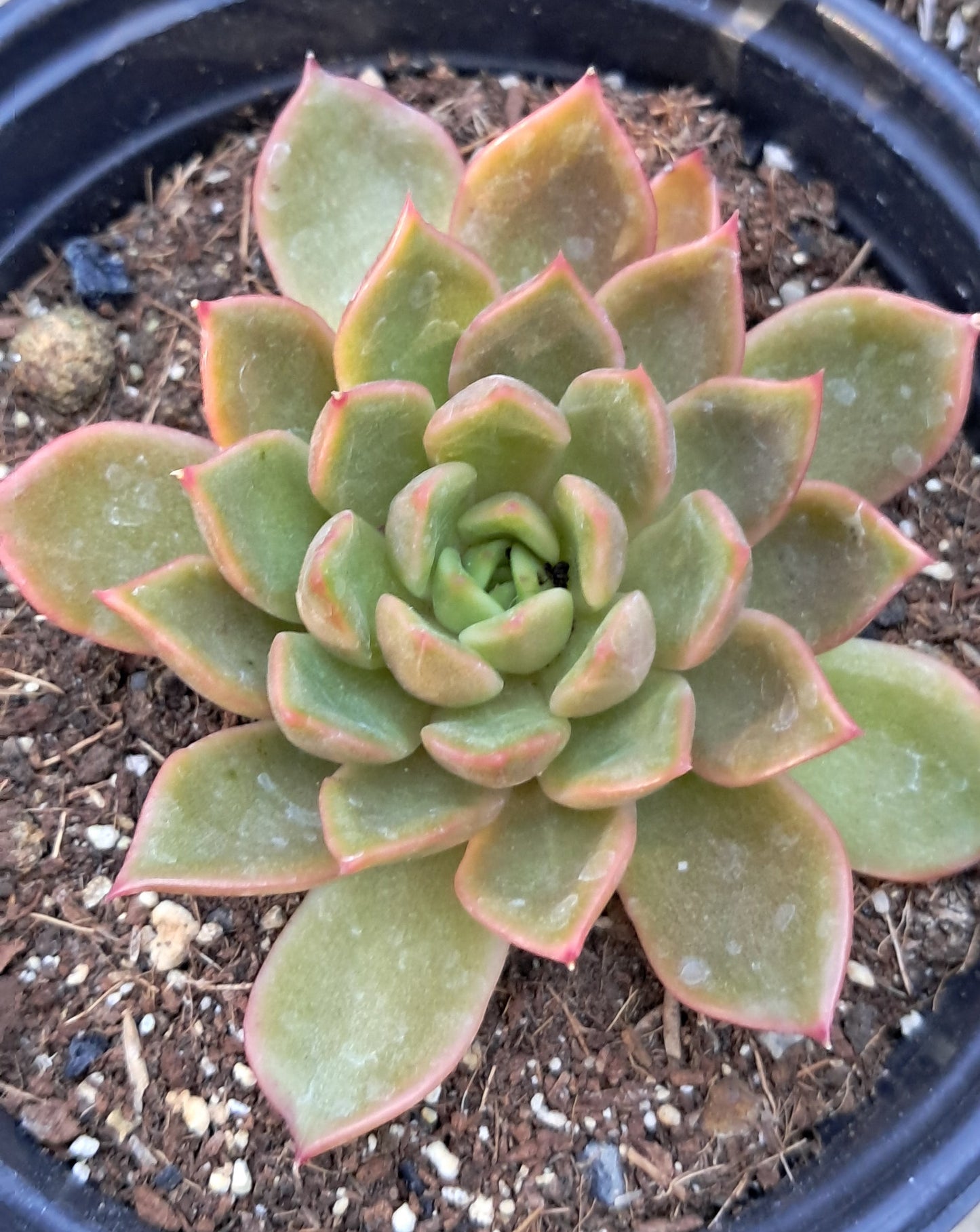 Echeveria Elegans